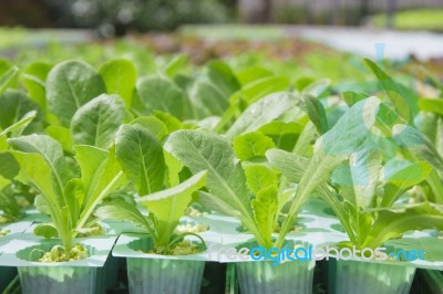 Hydroponics Vegetable Farm Stock Photo