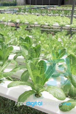 Hydroponics Vegetable Farm Stock Photo