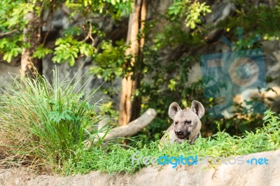 Hyena In The Zoo Stock Photo