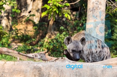 Hyena In The Zoo Stock Photo