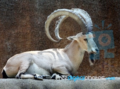 Ibex Goat Stock Photo