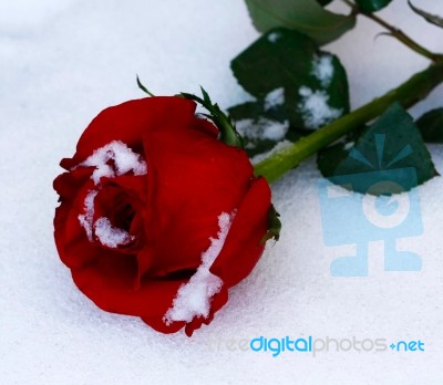 Iced Rose For Valentines Stock Photo