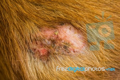 Injured After Fight With Other Dog Stock Photo