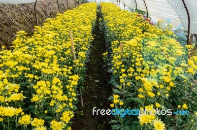 Inside Greenhouse Of Yellow Chrysanthemum Flowers Farms Stock Photo