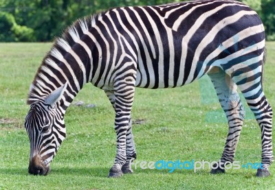 Isolated Photo Of A Zebra Eating The Grass Stock Photo - Royalty Free