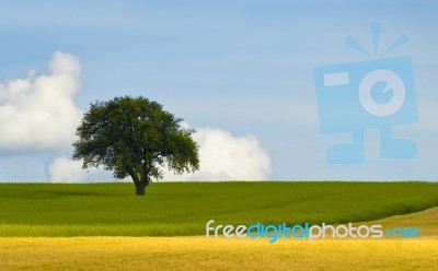 Isolated Tree Stock Photo