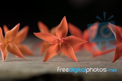 Ixora Flower Close Up Isolate In Black Stock Photo