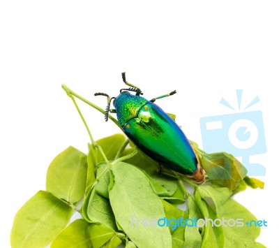 Jewel Beetle Stock Photo