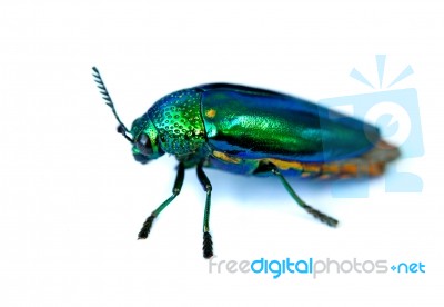 Jewel Beetle Stock Photo