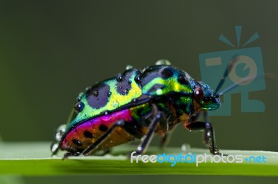 Jewel Beetle On Green Leaf Stock Photo