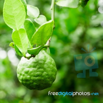 Kaffir Lime On Tree Stock Photo