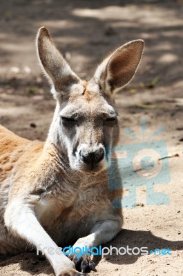 Kangaroo Stock Photo