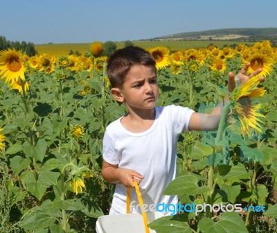 Kid And Sunflowers Stock Photo