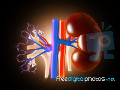 Kidney Stock Image