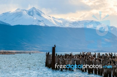 King Cormorant Colony, Old Dock, Puerto Natales, Chile Stock Photo