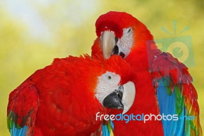 Kissing Macaws Stock Photo