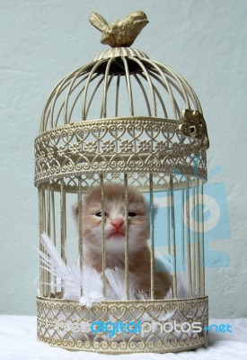 Kitten In A Bird Cage Stock Photo