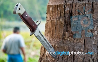 Knife On Tree Stock Photo