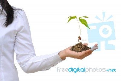 Lady Hand Holding Growing Plant Stock Photo