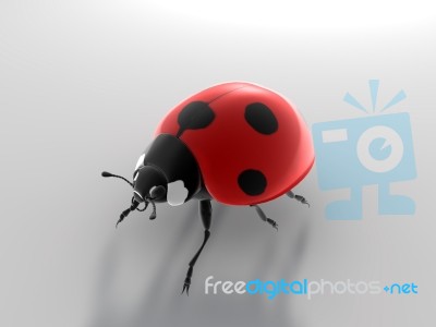 Ladybird Stock Image