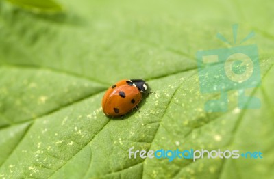 Ladybird Stock Photo