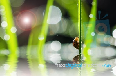 Ladybug And Sunlight Bokeh In Green Nature Stock Photo