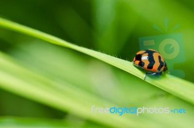 Ladybug On Green Leaf Stock Photo