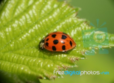 Ladybug On Leaf Stock Photo