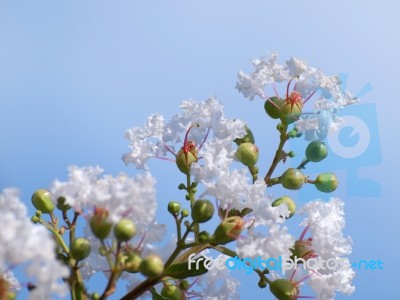 Lagerstroemia Indica Stock Photo