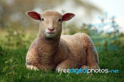 Lamb Stock Photo