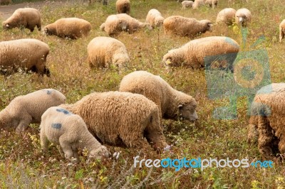 Lambs Grazing In A Green Field Stock Photo