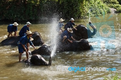 Lampang, Thailand - Dec. 12: Daily Elephants Bath  At The Thai E… Stock Photo