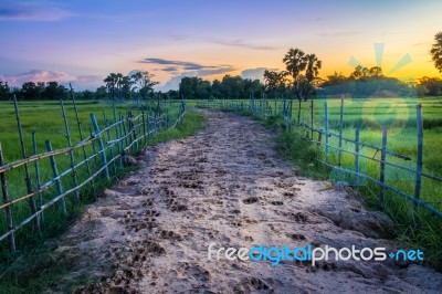 Landscape Of Soil Road With Spoor Animals And Bamboo In Nature Around Jasmine Rice And Toddy Palm Tree In Twilight Time Stock Photo