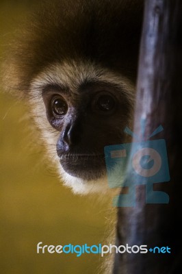 Lar Gibbon (hylobates Lar) Monkey On A Zoo Stock Photo