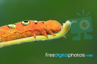 Large Orange Caterpillar Stock Photo