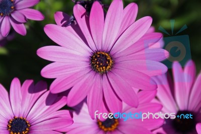 Large Pink Flower Stock Photo