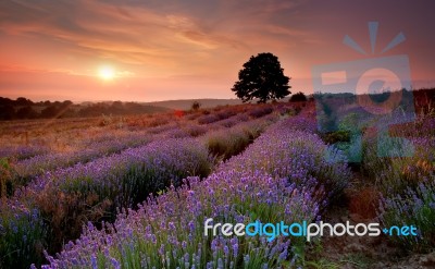 Lavender Stock Photo