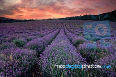 Lavender At Sunset Stock Photo