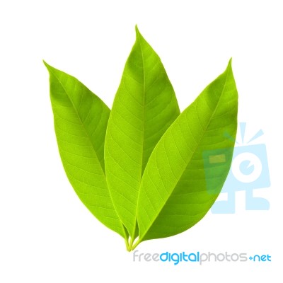Leaf Stock Photo