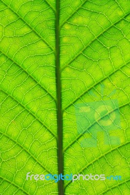 Leaf Surface  Stock Photo
