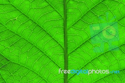 Leaf Surface Stock Photo