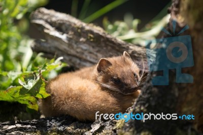 Least Weasel (mustela Nivalis) Stock Photo