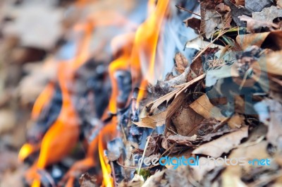 Leaves Burning Hazard Stock Photo