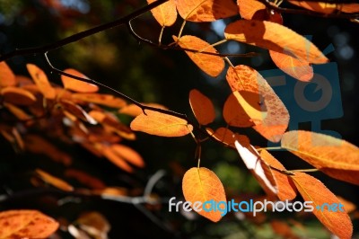 Leaves In Fall Stock Photo