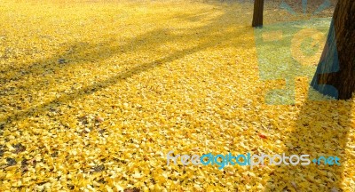 Leaves Of The Ginkgo Tree In Fall On The Ground Stock Photo