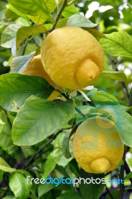 Lemon Fruits And Blossom Stock Photo
