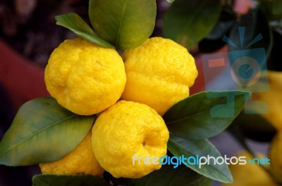 Lemon Tree Stock Photo