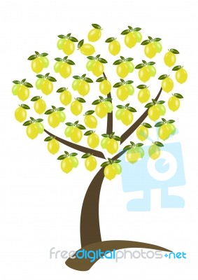 Lemon Tree Stock Image
