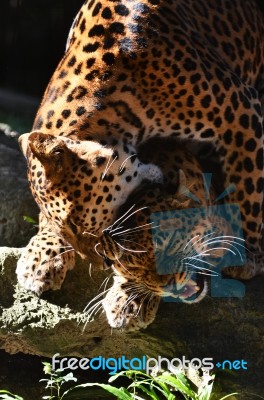 Leopard Breeding Stock Photo