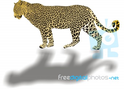 Leopard Illustration With Shadow Stock Image